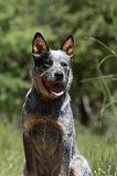 BOUVIER AUSTRALIEN 305